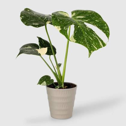 Live 5" Thai Constellation Plant - Good Little Garden™